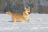 CORGI PEMBROKE 927